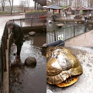 I Madsby Legepark er vi i fuld gang ogs selv om der kommer lidt vand fra oven Skildpadderne skal vaskes og have nyt vand i deres s madsbyparken madsby madsbylegepark fredericia visitfredericia 7000 forr