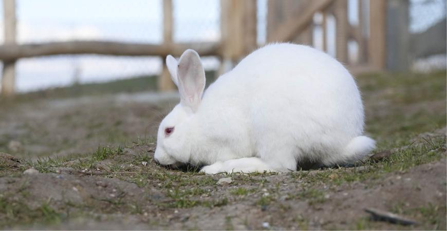 Kanin i Madsby Legepark