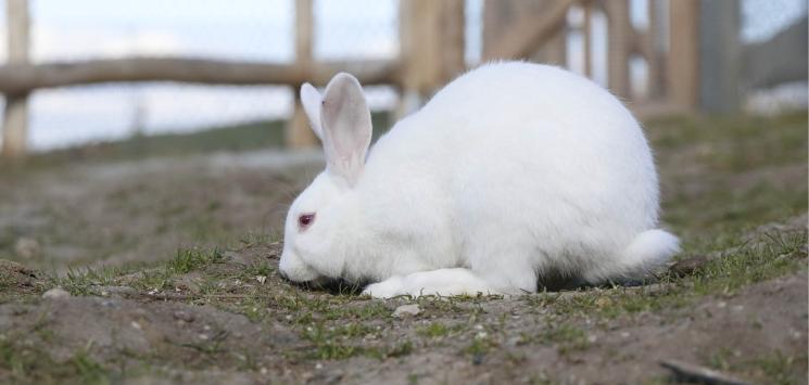 Kanin i Madsby Legepark