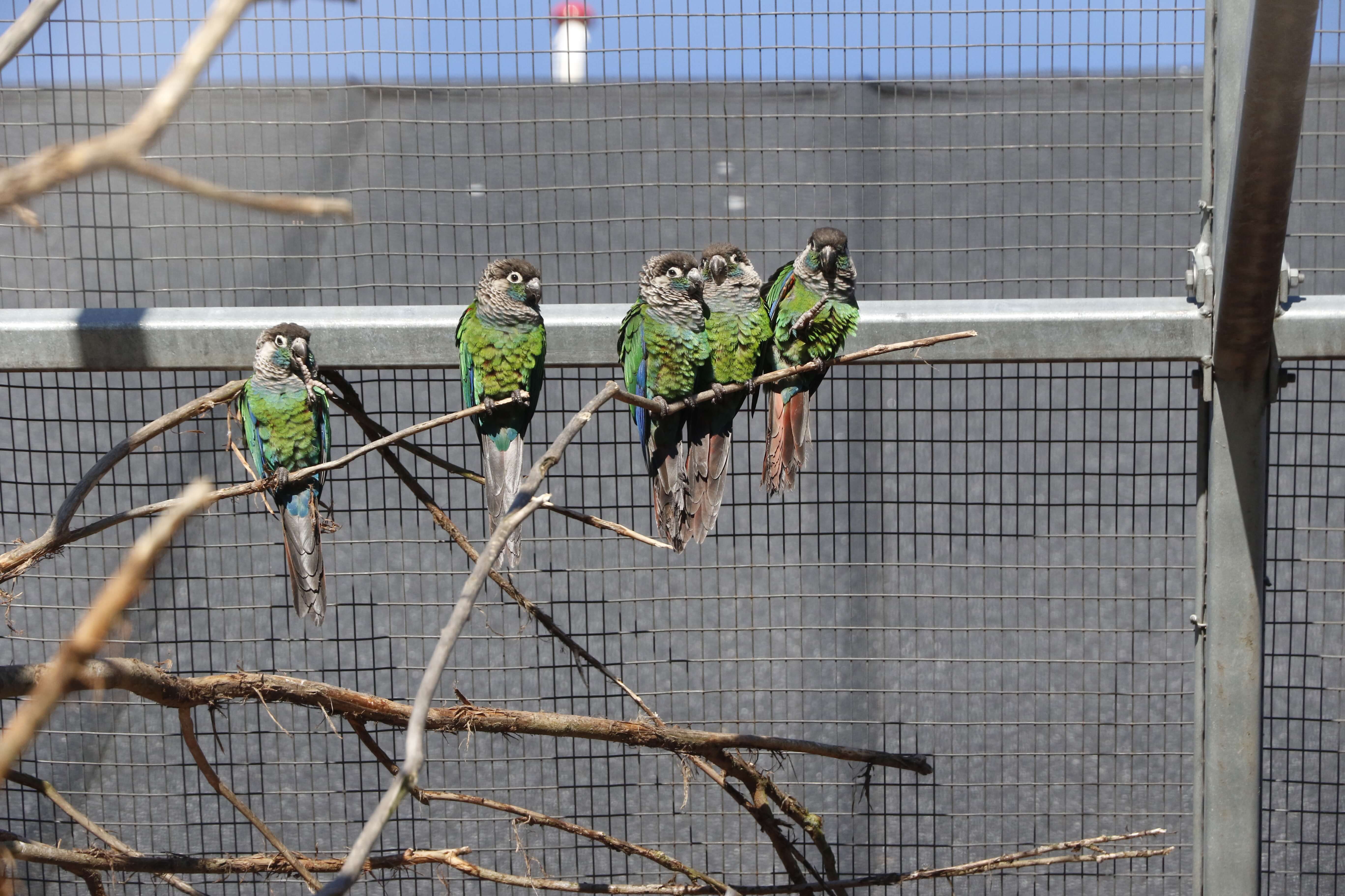 Fugle i Madsby Legepark 