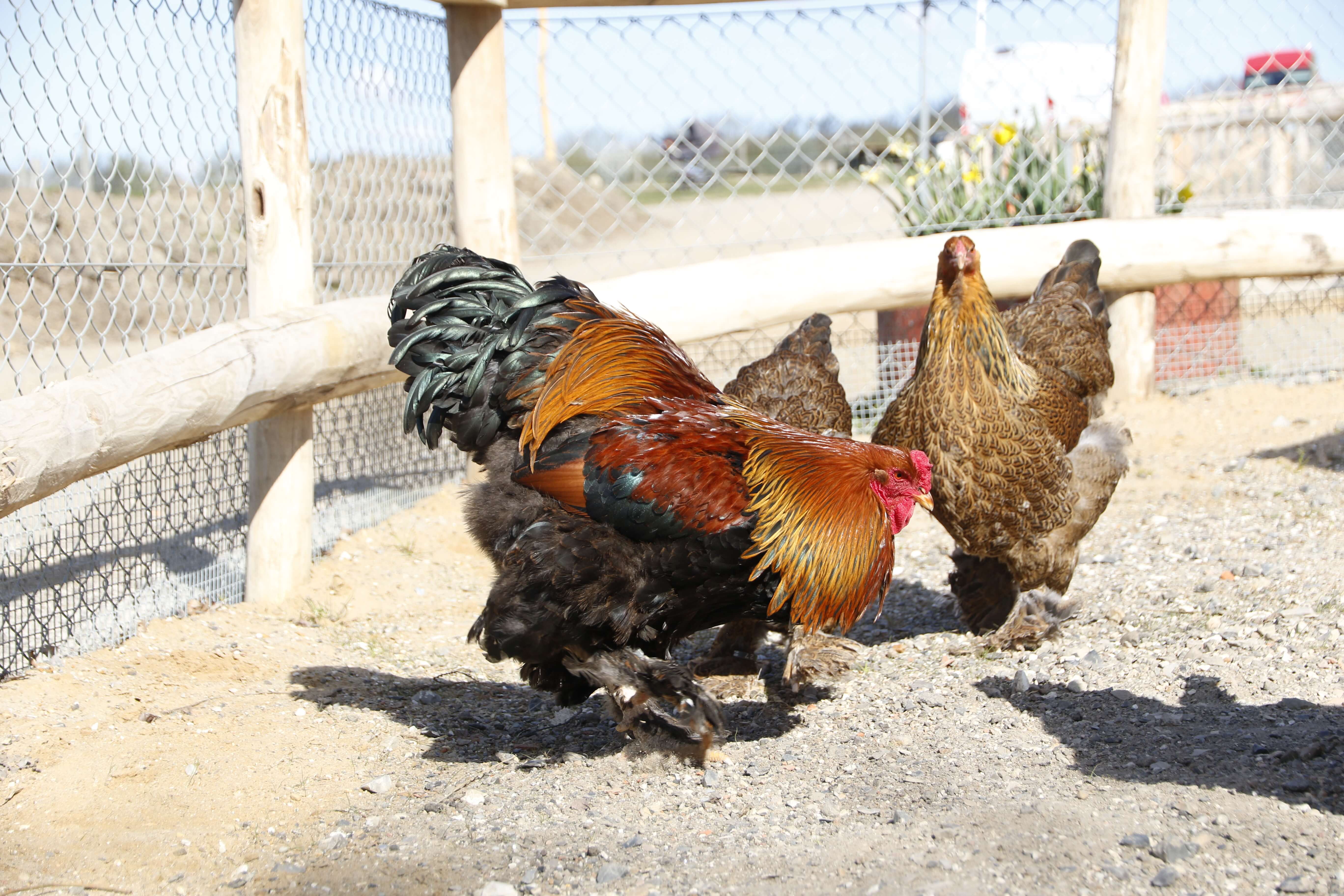 Høns i Madsby Legepark 