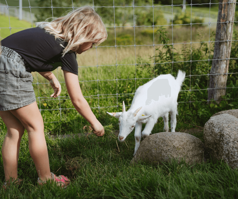 Besøg gederne i Madsby Legepark